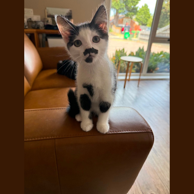 Photo of Flirt Meet Me At Petstock Chelsea