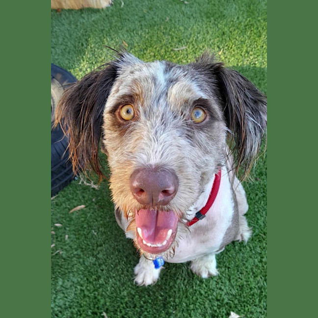 Photo of Buddy   2 Year Old Poodle X Border Collie