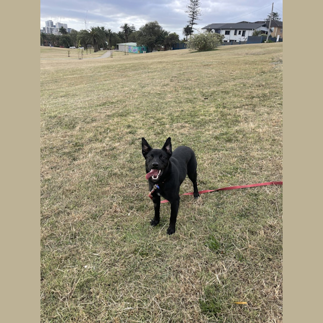 Photo of Puddin   1 Year Old Kelpie X Cattle Dog