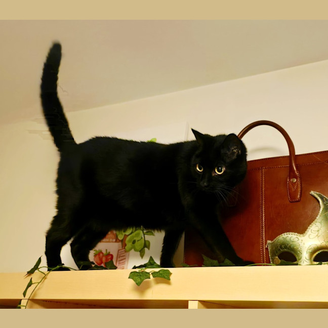 Photo of Bixie