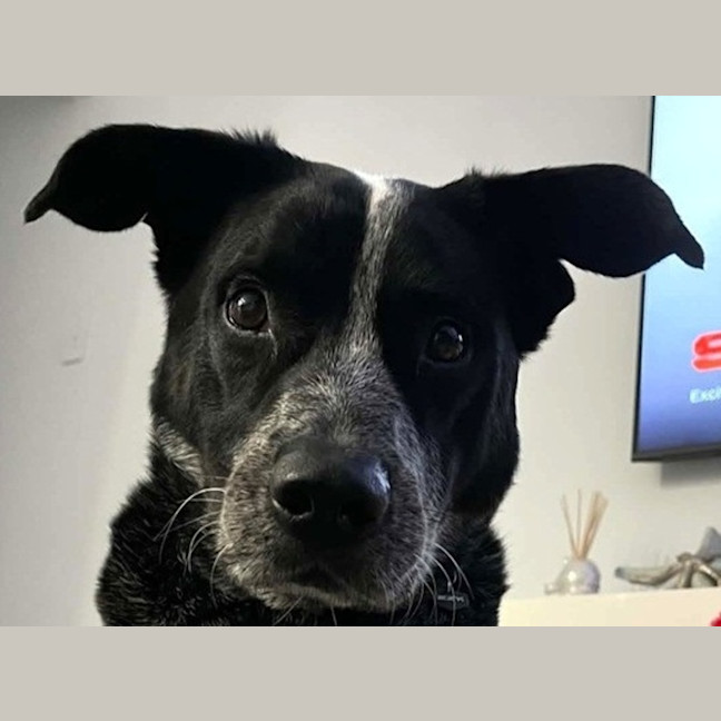 Photo of Rocky