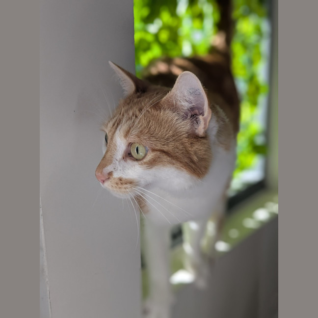 Photo of 🦗 Cricket 5756 🦗