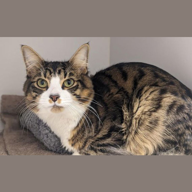 Photo of Lucky