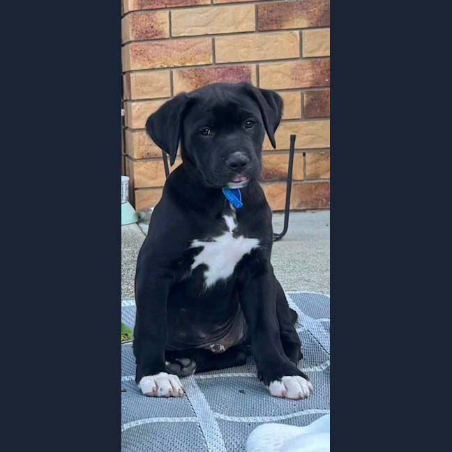 Photo of Cosmo