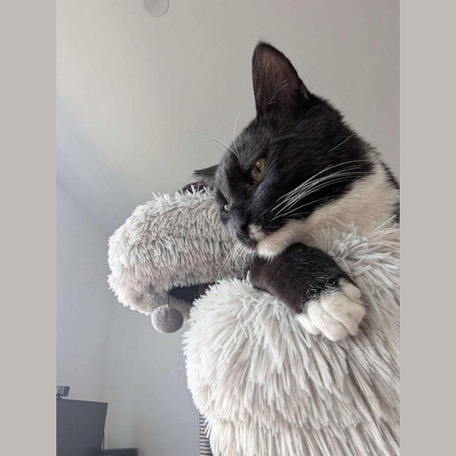 Photo of Max   In Foster Care In Reservoir