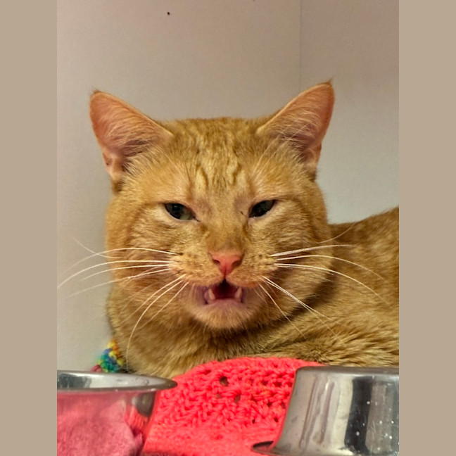 Photo of The Great Catsby