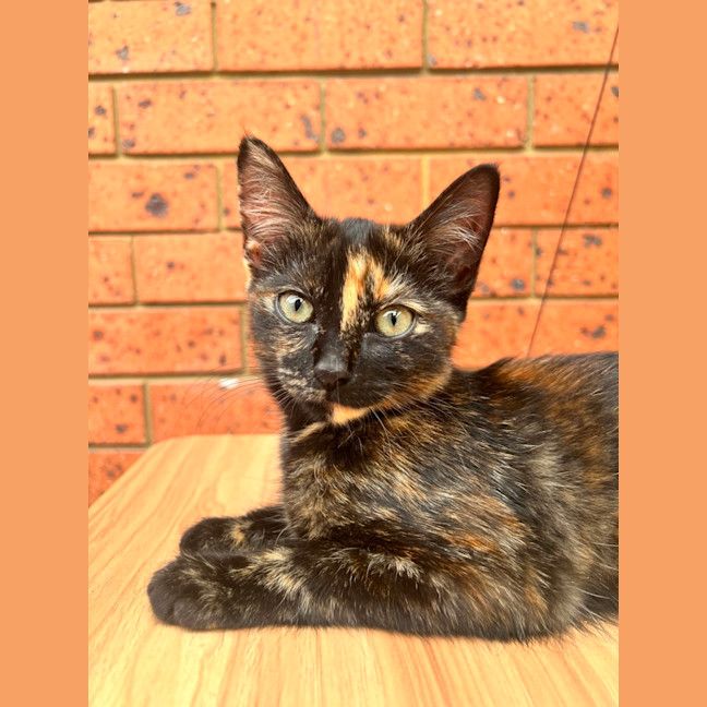 Photo of Diet Dr Pepper