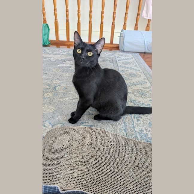 Photo of Lulu