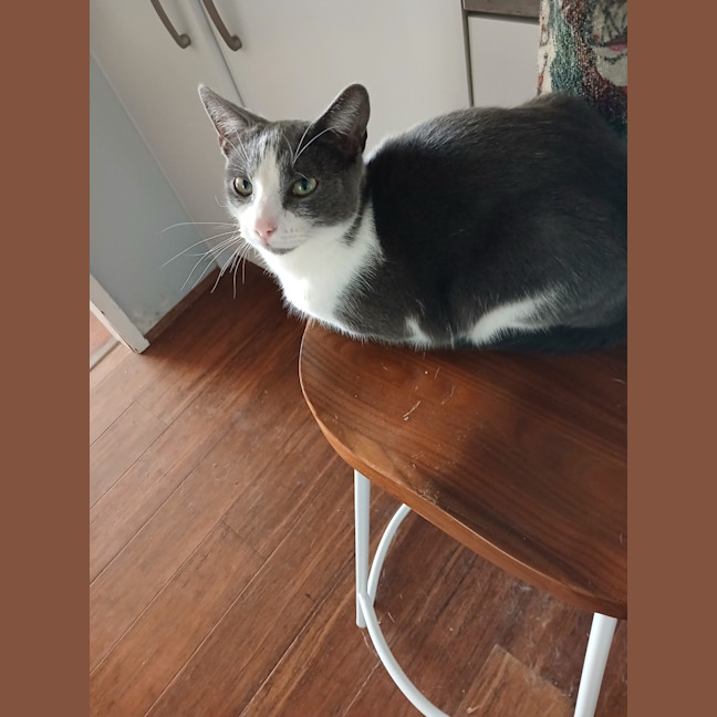 Photo of Mouse   7 Month Old Domestic Short Hair