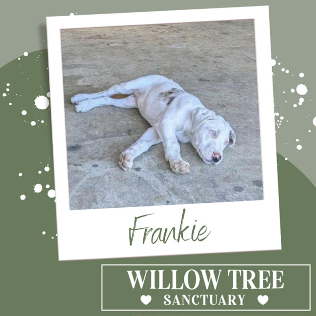 Photo of Frankie