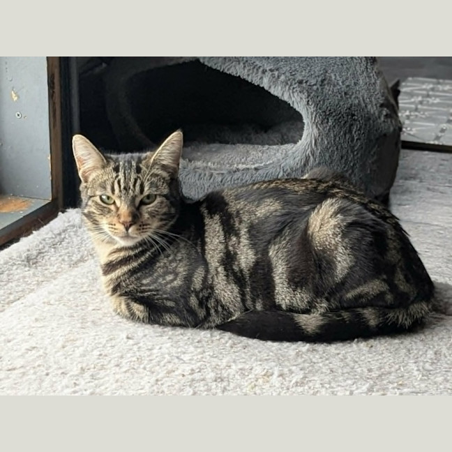 Photo of Jasmine *9 Lives Project Rescue*