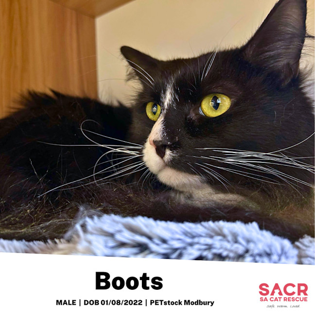 Photo of Boots