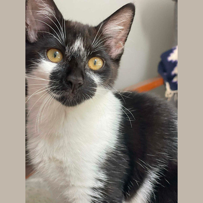 Photo of Pixel