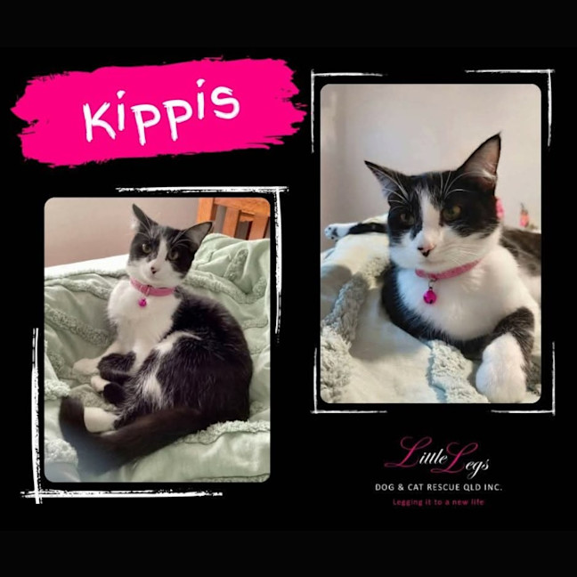 Photo of Kippis