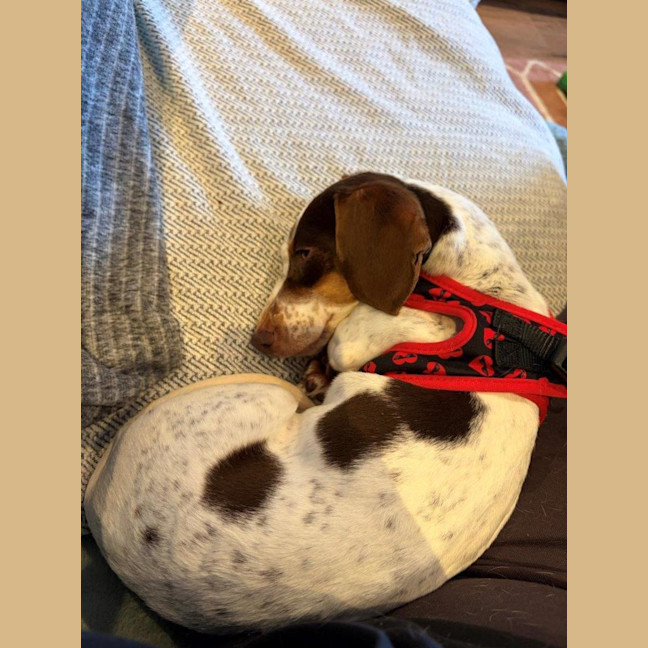Photo of Coco Firebrace