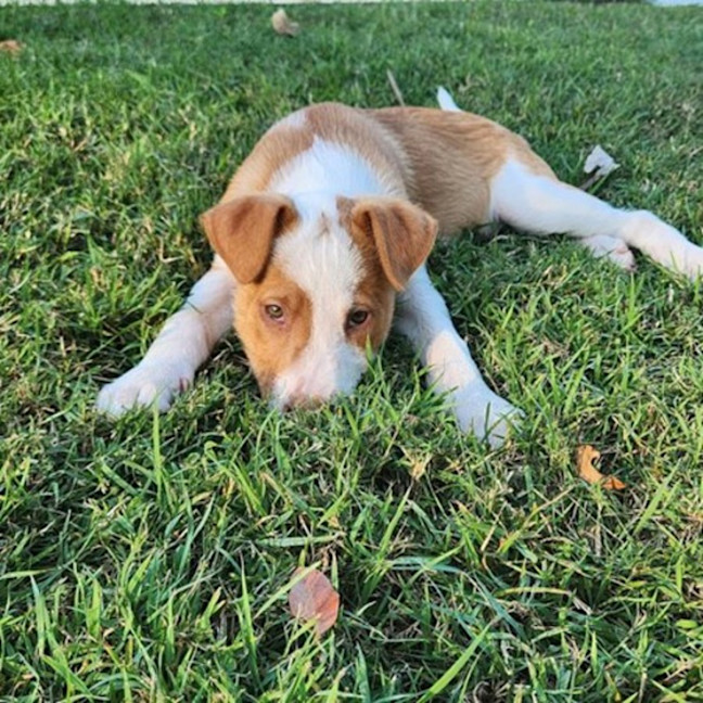 Photo of Drover 