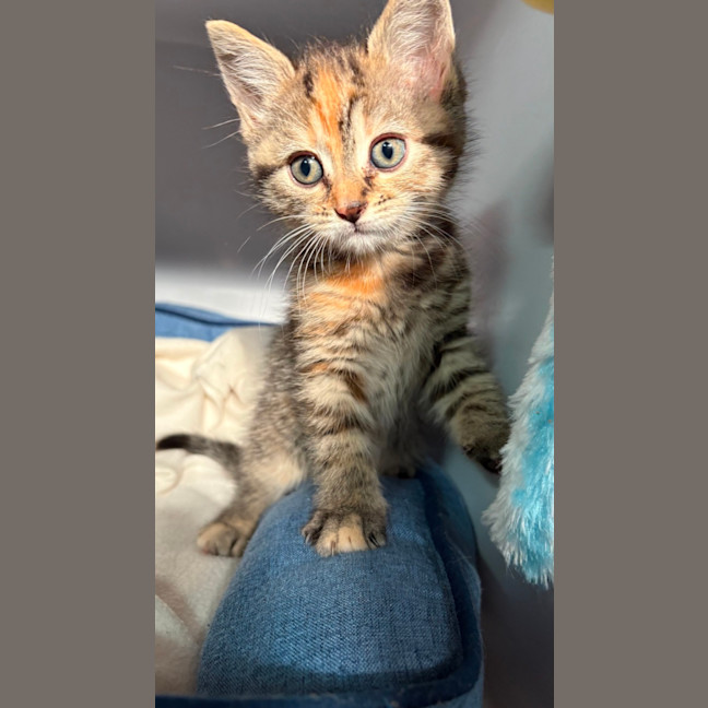 Photo of Saffron