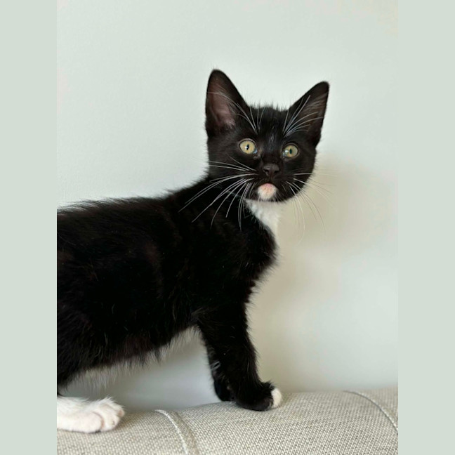 Photo of Tux  ** 2nd Chance Rescue **