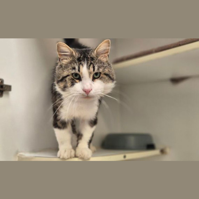 Photo of Merlin