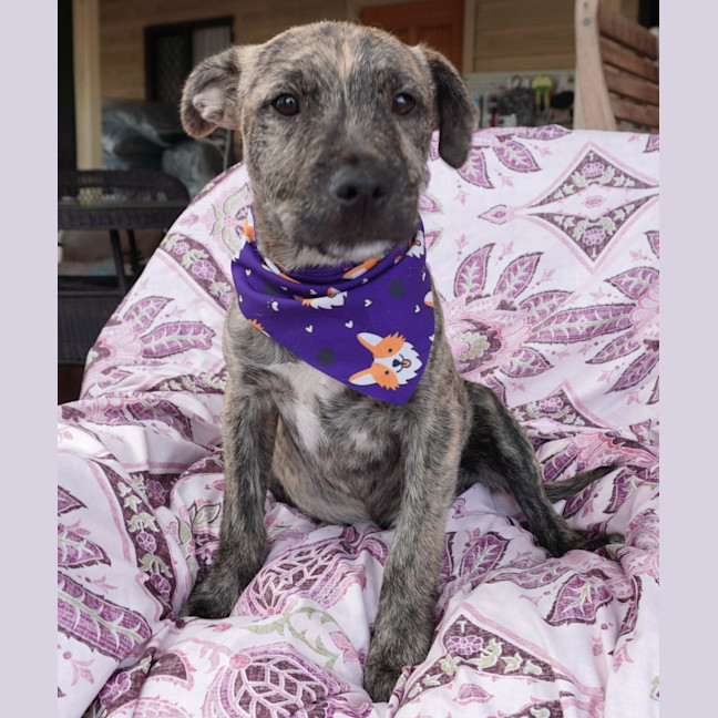 Photo of Tilly