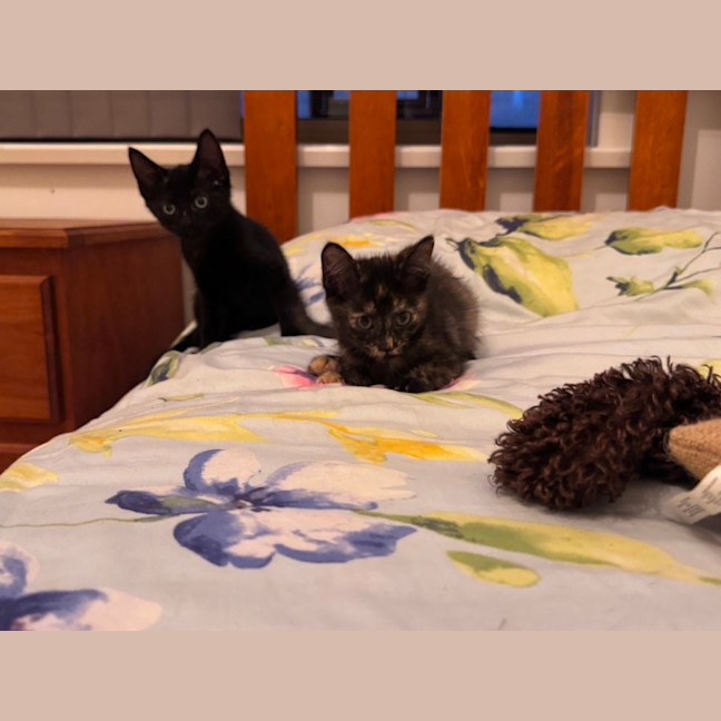 Photo of Meowser   7 Week Old Domestic Short Hair