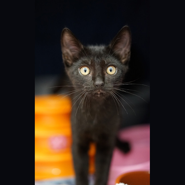 Photo of Kiki