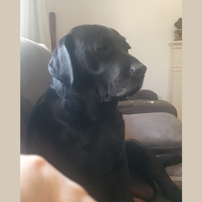 Photo of Bailey