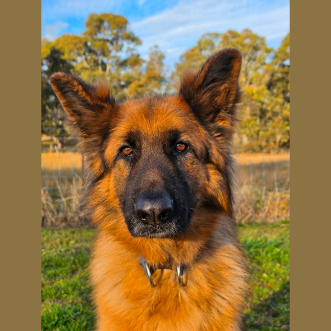 Photo of Otto