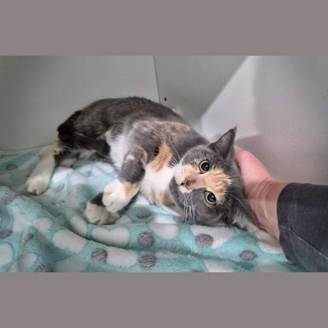 Photo of Misty