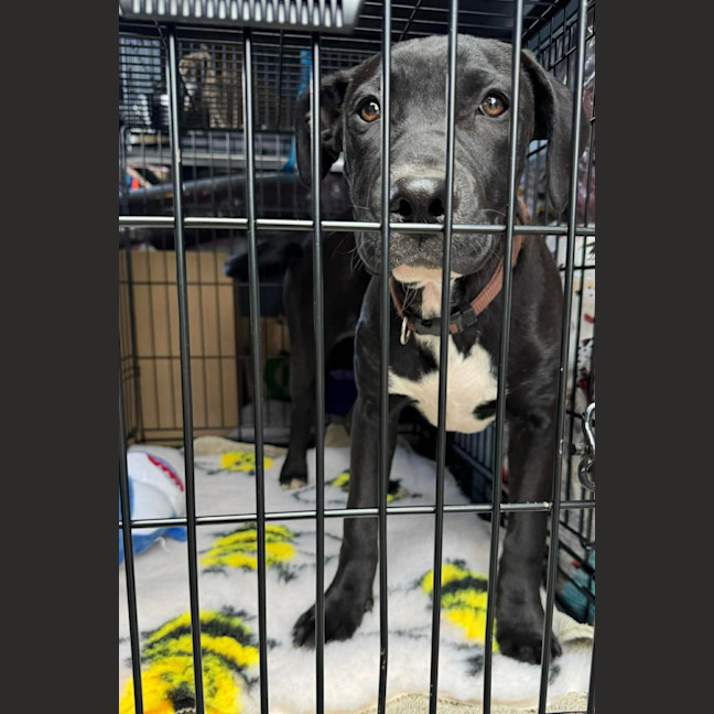 Photo of Luna