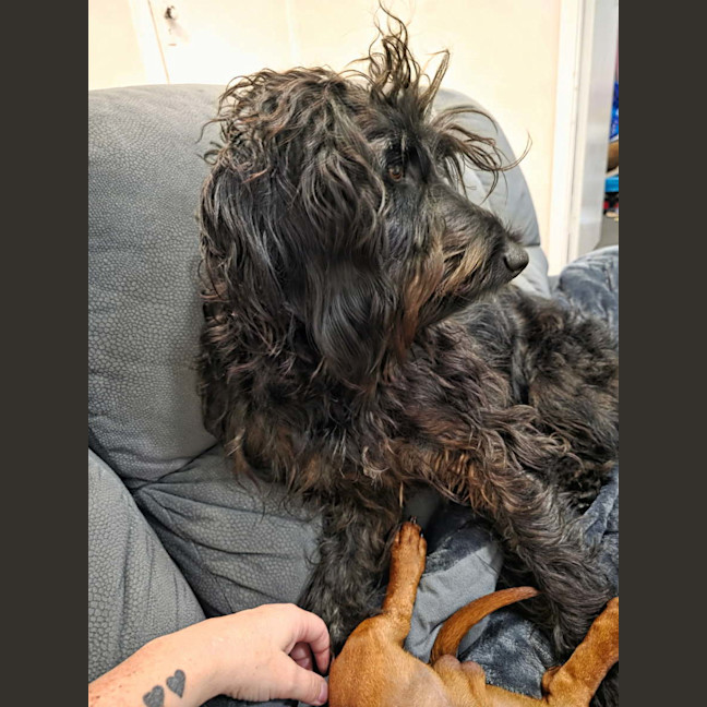Photo of Nova
