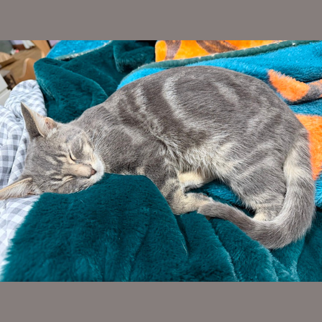 Photo of Morty