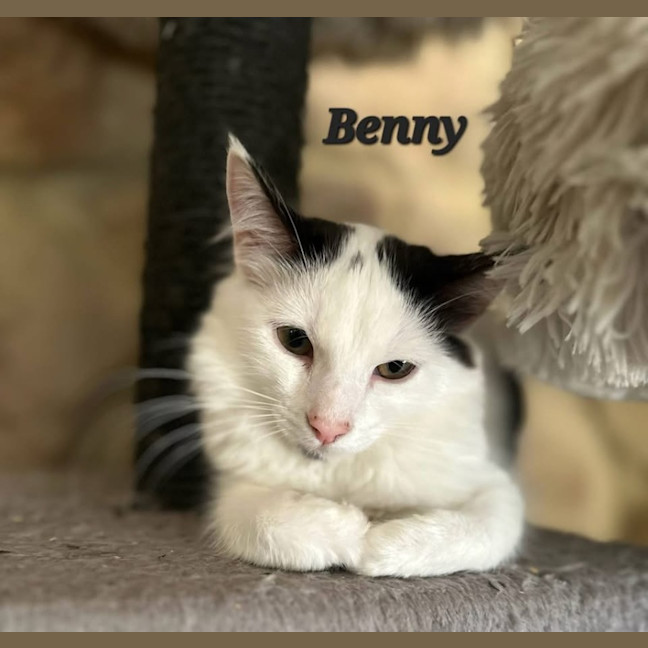 Photo of Benny