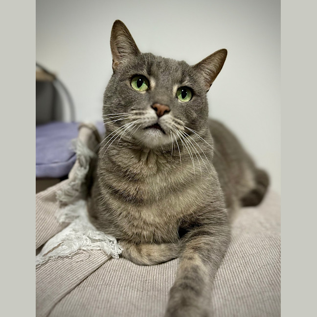 Photo of Donut