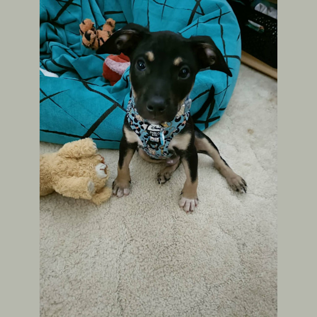 Photo of Scooby