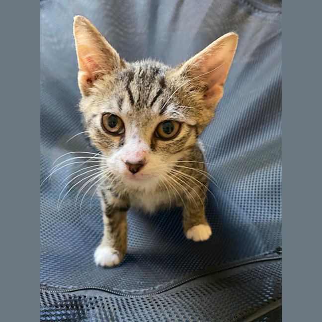 Photo of Mista 