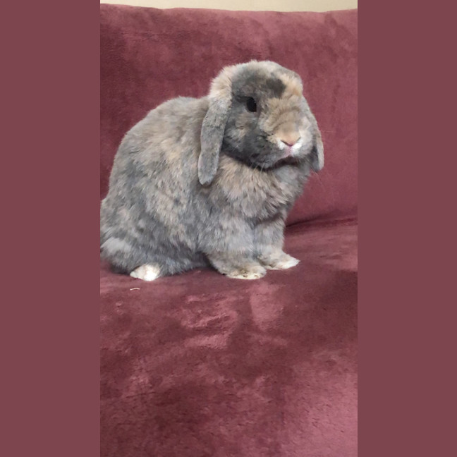 Photo of Sparkles Fonzie 