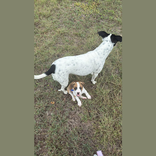 Photo of Bug   7 Week Old Cattle Dog X Staffy