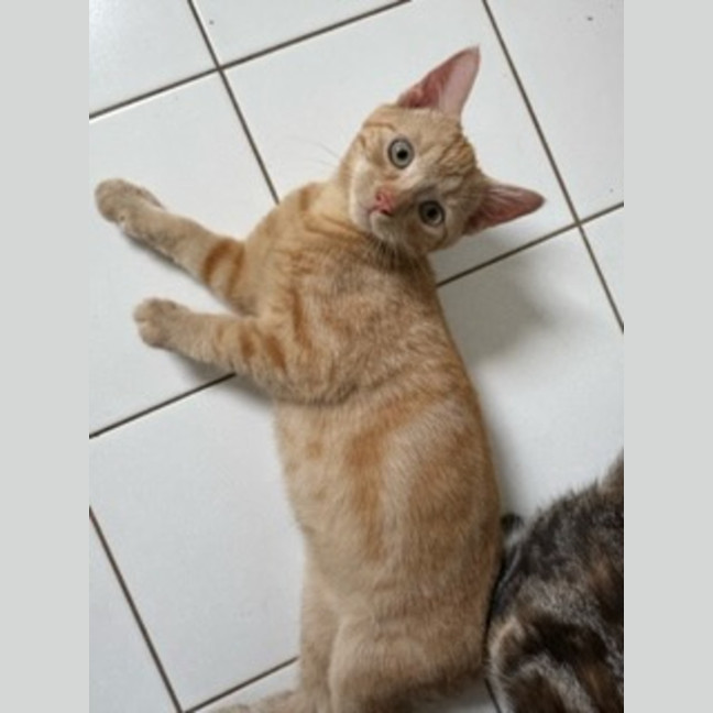 Photo of Apollo   Ringworm Special $49