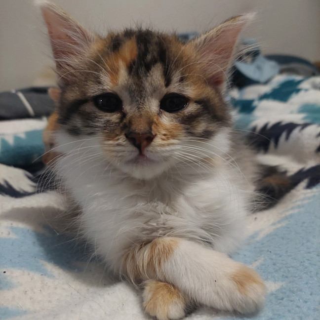 Photo of Harlow