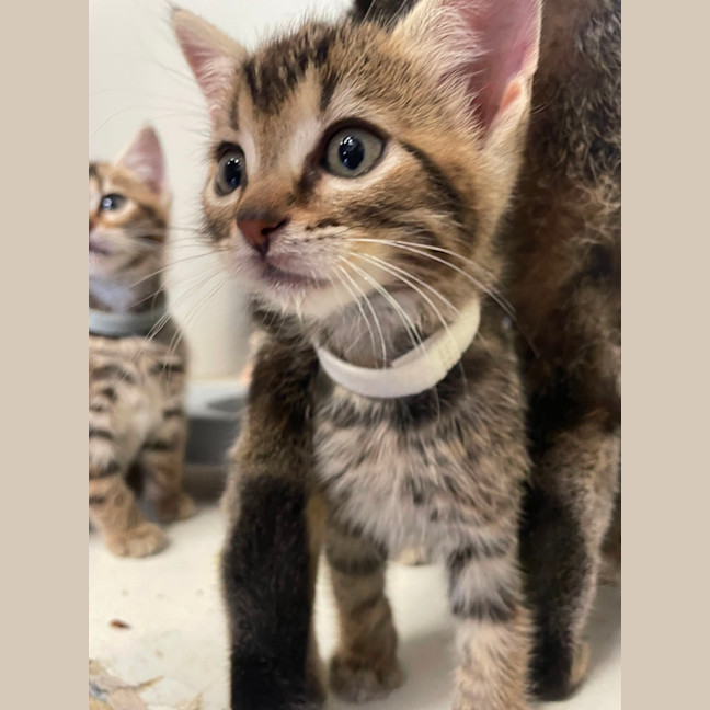 Photo of Ember