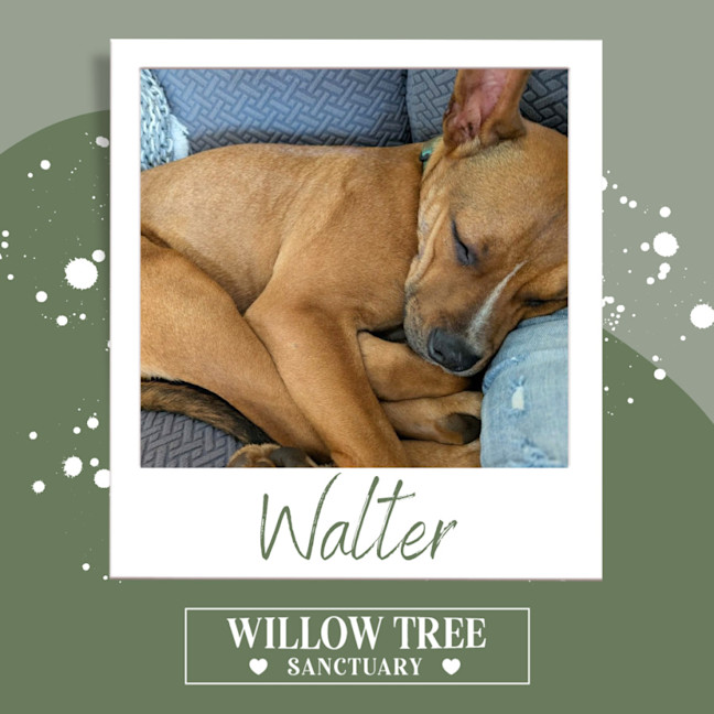 Photo of Walter