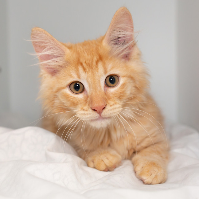 Photo of Cornelius