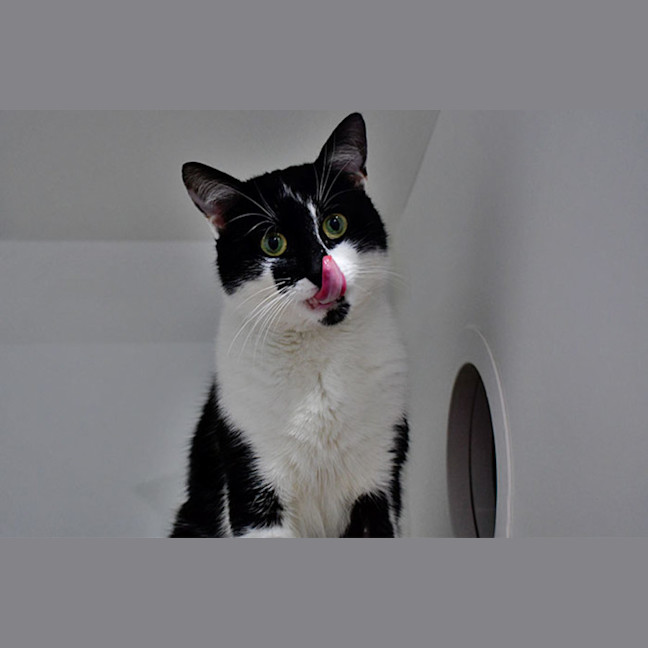 Photo of Count Catula