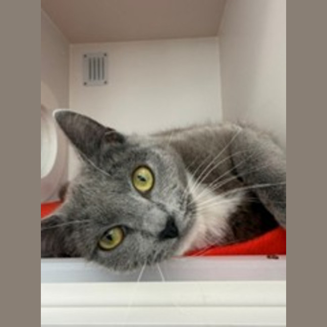 Photo of Cookie