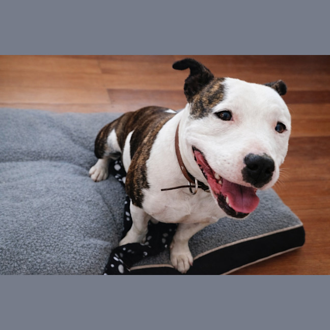 Photo of Bambino And Sammi 