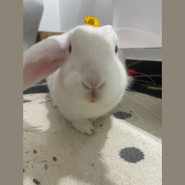 Photo of Yoyo & Yumberry