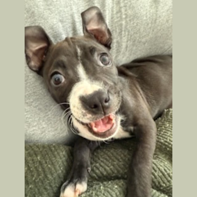 Photo of Lola   10 Week Old Boxer X