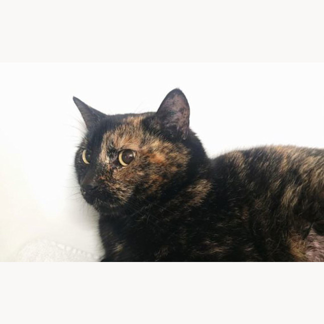 Photo of Olive