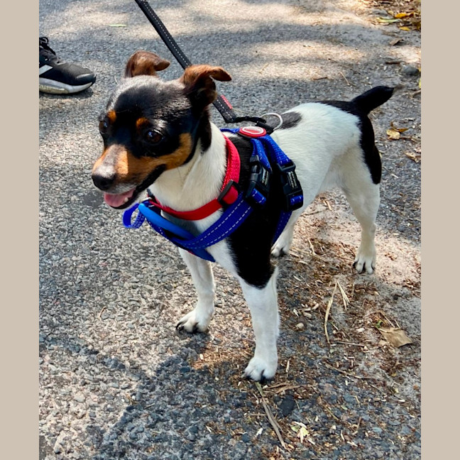 Photo of Lola & Louie   4 Year Old Mini Fox Terriers
